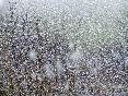 meteo:39132.2009